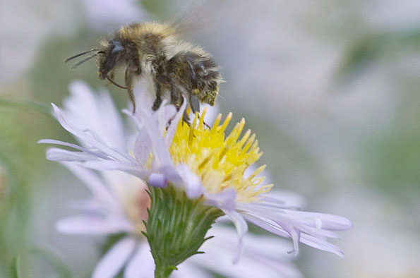 Insecticide restrictions 'will have a catastrophic impact' Insecticide restrictions 'will have a catastrophic impact'