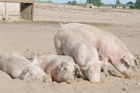 British pig industry to monitor illegally farmed EU meat British pig industry to monitor illegally farmed EU meat