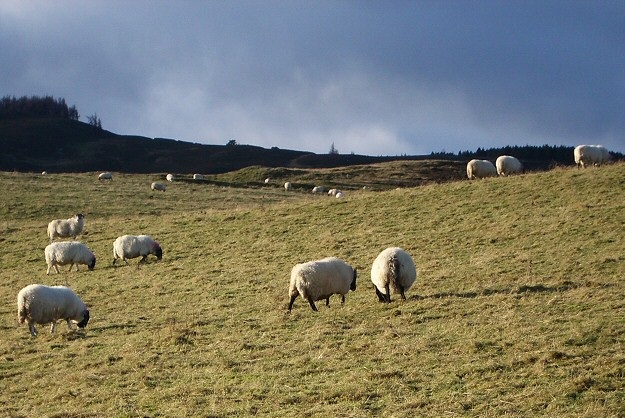 Dog attacks on livestock rise across the UK Dog attacks on livestock rise across the UK