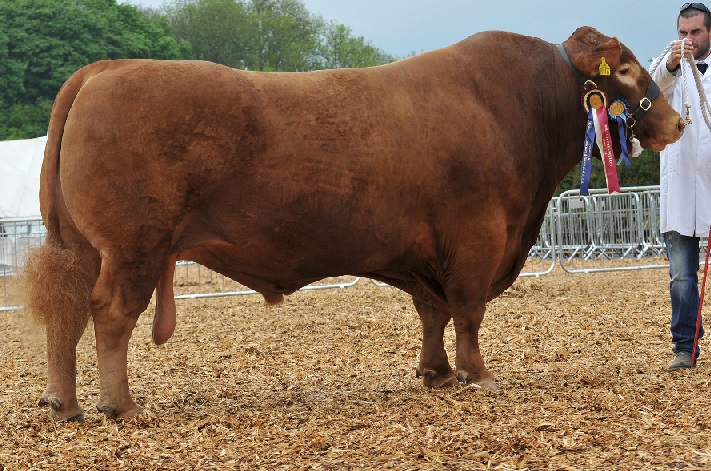 South Devon cattle breeders celebrate at National Show South Devon cattle breeders celebrate at National Show
