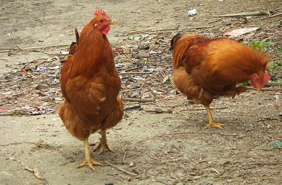 Positive global outlook threatened by bird flu in China Positive global outlook threatened by bird flu in China