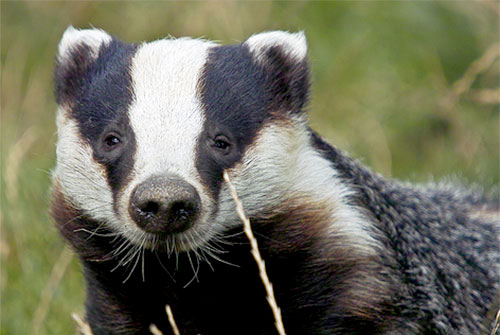 Freedom Food repeats badger cull warning Freedom Food repeats badger cull warning