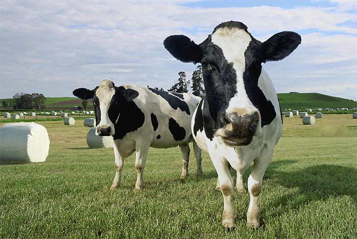 Bale silage quality can be improved Bale silage quality can be improved