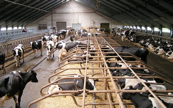 Milk, genes and climate in fruitful coexistence Milk, genes and climate in fruitful coexistence