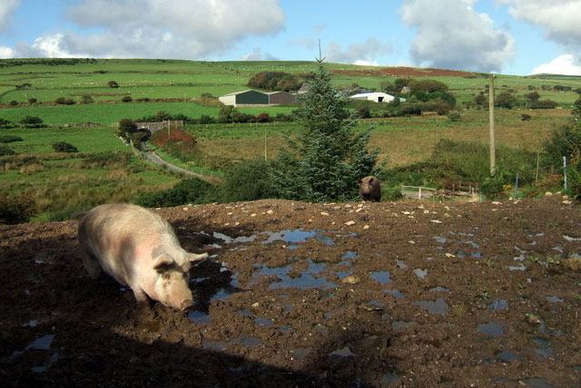 EU pig petition gets 100,000 signatures EU pig petition gets 100,000 signatures