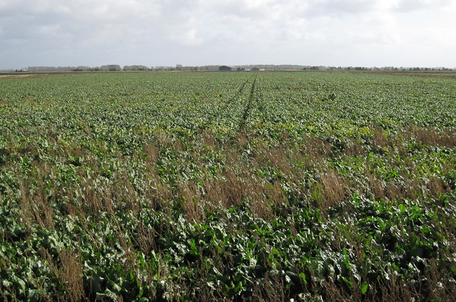 NFU Sugar given mandate to move forward on price negotiations NFU Sugar given mandate to move forward on price negotiations