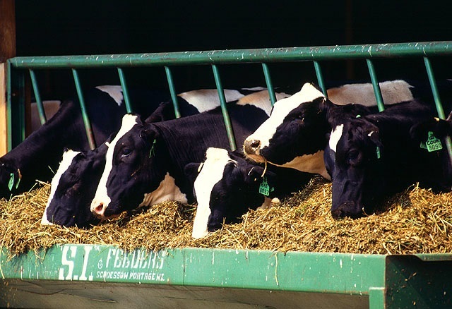 UK livestock 'exposed' to Schmallenberg this summer UK livestock 'exposed' to Schmallenberg this summer