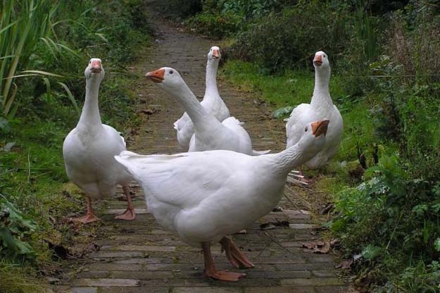 Rapid response could halt bird flu outbreak, says research Rapid response could halt bird flu outbreak, says research