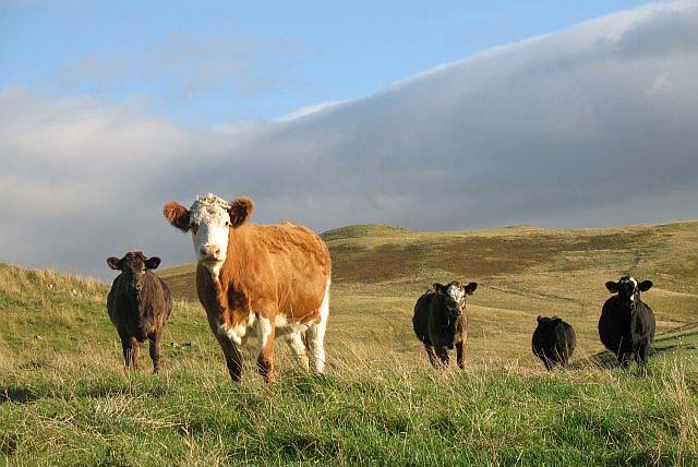 Scottish livestock numbers 'decline markedly' over the past decade Scottish livestock numbers 'decline markedly' over the past decade
