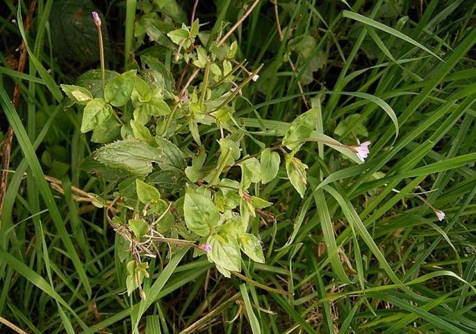 Weed control strategy destroys weed seed at harvest Weed control strategy destroys weed seed at harvest