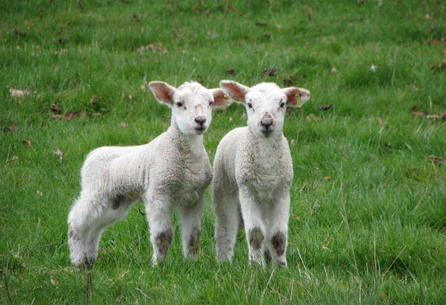 No room for complacency over Schmallenberg, says NFU No room for complacency over Schmallenberg, says NFU