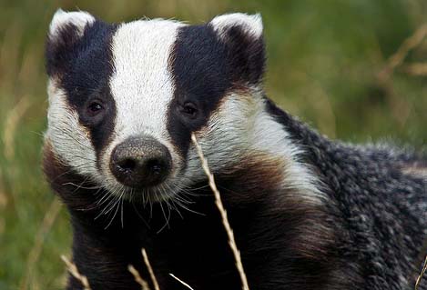 Farmers win injunction over badger cull protesters Farmers win injunction over badger cull protesters