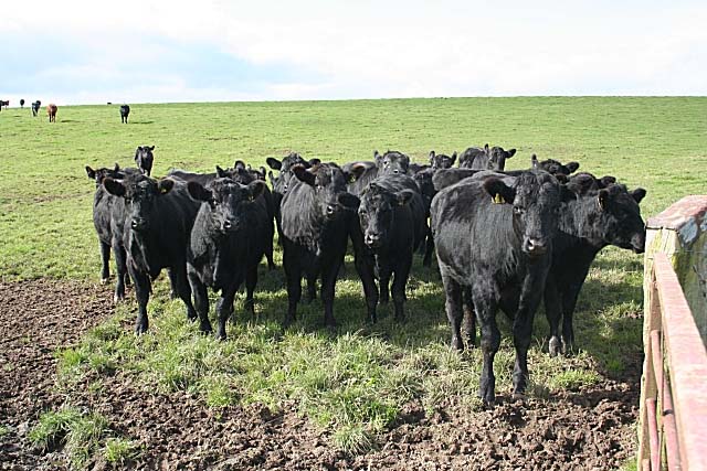 China's growing appetite for beef China's growing appetite for beef