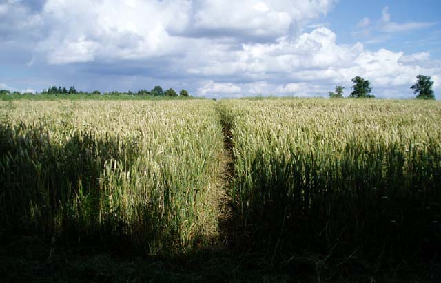 Crop conference maps out the future of crop protection Crop conference maps out the future of crop protection