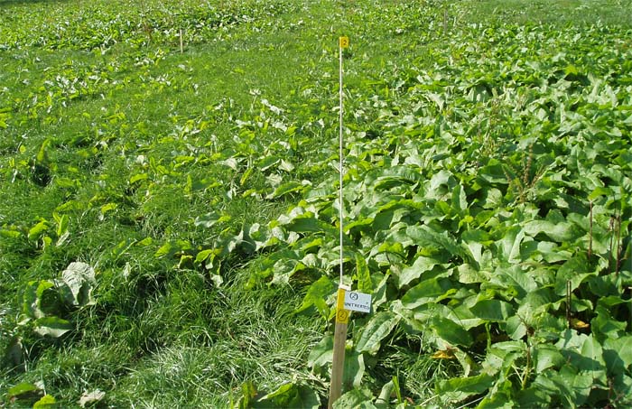 Search is on for dock-infested grass fields Search is on for dock-infested grass fields