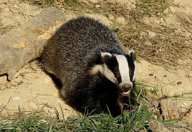 Gloucestershire police confirms badger cull go-ahead Gloucestershire police confirms badger cull go-ahead