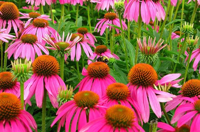 US study examines 'cocktail of pesticides' that bees consume US study examines 'cocktail of pesticides' that bees consume