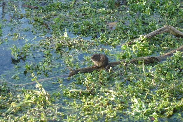 England's water vole population declines 'by a fifth' since 2011 England's water vole population declines 'by a fifth' since 2011