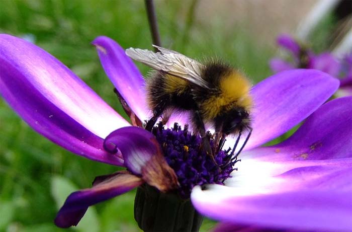 Government rejects case for ban on pesticides Government rejects case for ban on pesticides