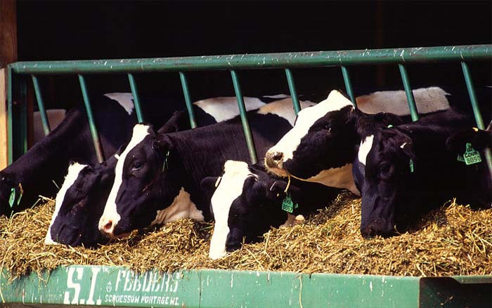 Chinese dairies join top 15 for first time Chinese dairies join top 15 for first time