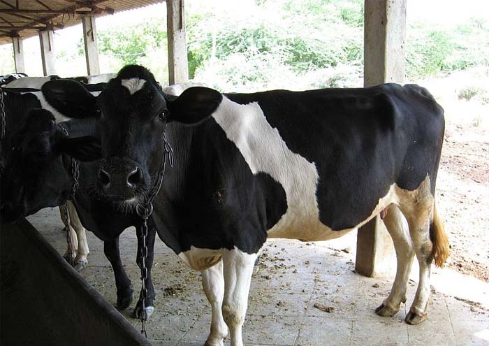 Global players to engage with the Indian dairy market Global players to engage with the Indian dairy market