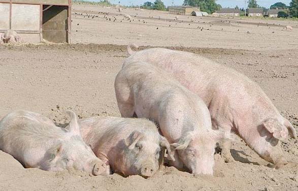 Government strategy 'will not stop excessive farm use of antibiotics' Government strategy 'will not stop excessive farm use of antibiotics'