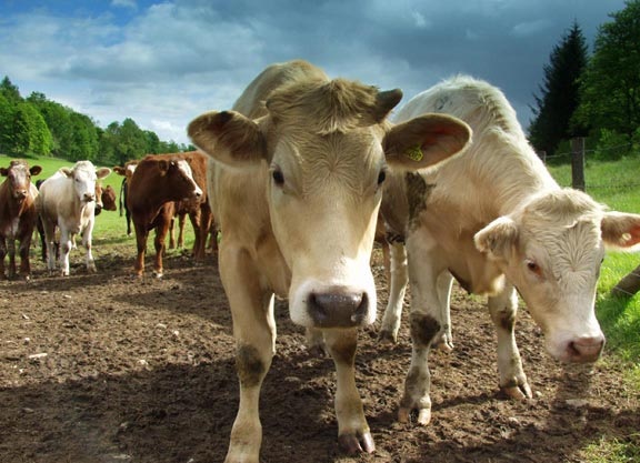 High risk from liver fluke in cattle this autumn High risk from liver fluke in cattle this autumn