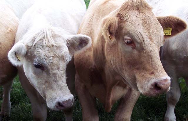 E. coli cattle vaccine could cut human cases by 85% E. coli cattle vaccine could cut human cases by 85%
