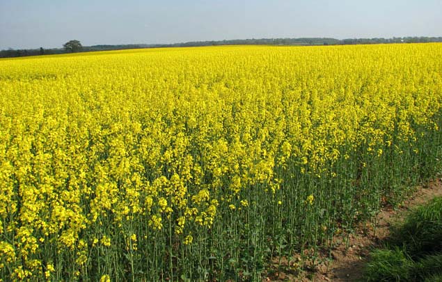Oilseed rape growers must act quickly to address major threats Oilseed rape growers must act quickly to address major threats