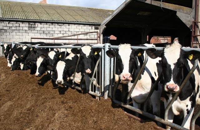 EU must help producers selling milk below production costs, says NFU EU must help producers selling milk below production costs, says NFU