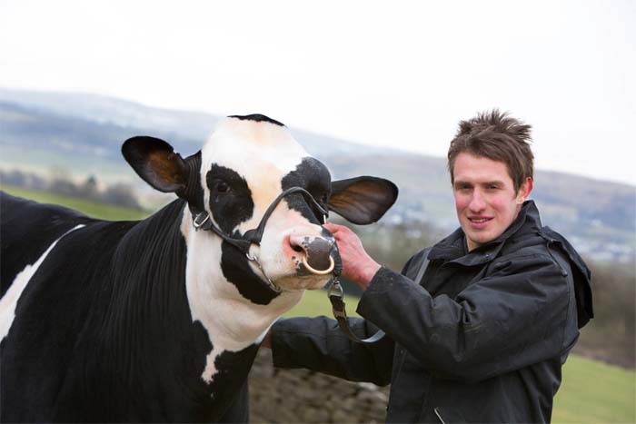 Borderway bull sale 'one of the UK's largest' Borderway bull sale 'one of the UK's largest'