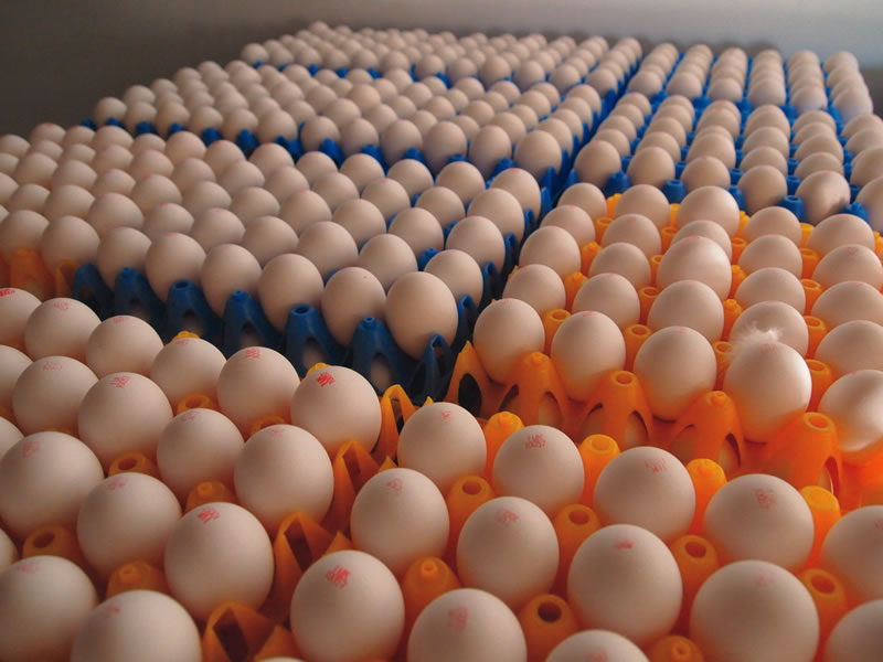 It's a free range market as producers breathe again It's a free range market as producers breathe again