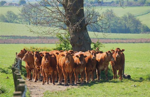 Major cuts of greenhouse gas emissions from livestock within reach Major cuts of greenhouse gas emissions from livestock within reach