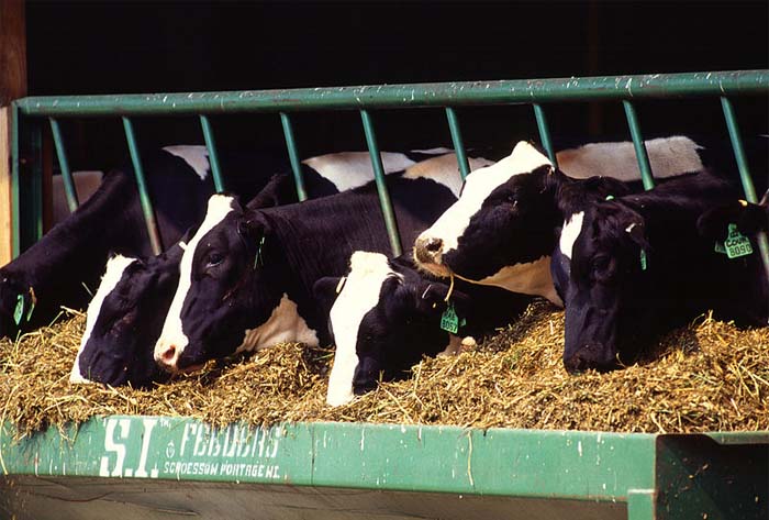 Dairy farmers 'lost over 1p/litre last year' Dairy farmers 'lost over 1p/litre last year'