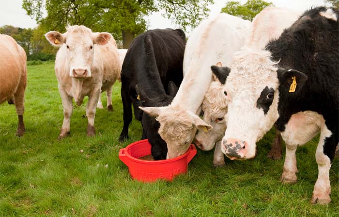 Supplement low dry matter autumn grass and cut high straw bedding costs Supplement low dry matter autumn grass and cut high straw bedding costs