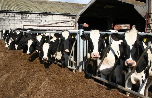 New project will deliver bTB-resistant breeding for dairy cows New project will deliver bTB-resistant breeding for dairy cows