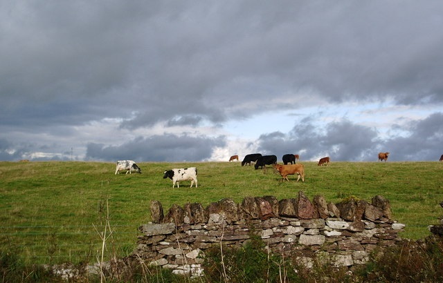 Farmers urged to be alert for lungworm disease in cattle Farmers urged to be alert for lungworm disease in cattle