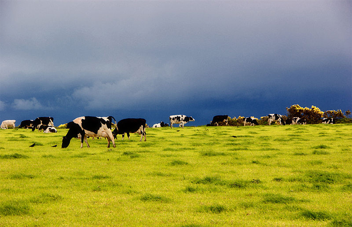 Irish livestock markets support BVD eradication programme Irish livestock markets support BVD eradication programme