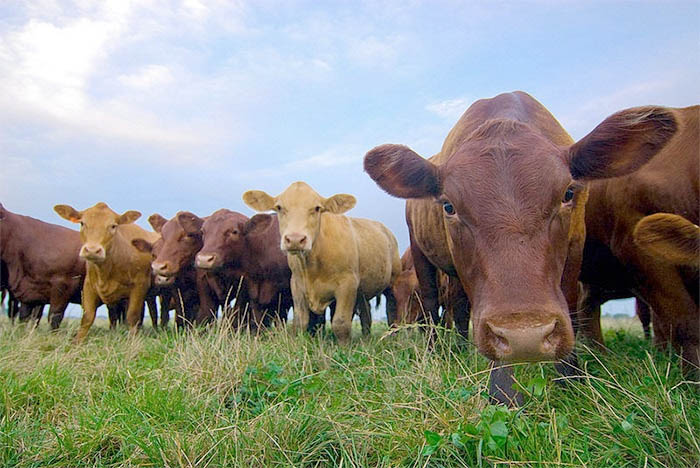 Split in responsibilities 'led to confusion' at height of horse meat scandal, says report Split in responsibilities 'led to confusion' at height of horse meat scandal, says report
