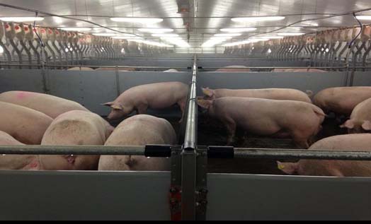 The impressive gestation house where sows are group housed. The impressive gestation house where sows are group housed.