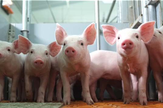 The new 650 sow farm established by Kalanda Ltd in Georgia with British stock from ACMC Ltd is on target to produce over 30 pigs per sow per year. The new 650 sow farm established by Kalanda Ltd in Georgia with British stock from ACMC Ltd is on target to produce over 30 pigs per sow per year.