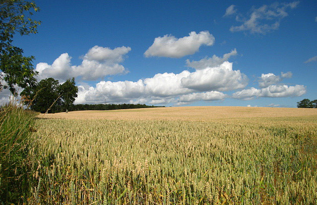 No consensus on GM crops, scientists say No consensus on GM crops, scientists say