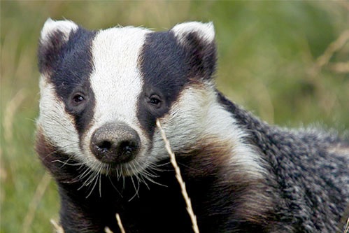 Bad weather prompts badger cull concerns Bad weather prompts badger cull concerns