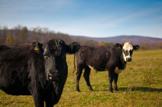 Commission welcomes US BSE legislation Commission welcomes US BSE legislation