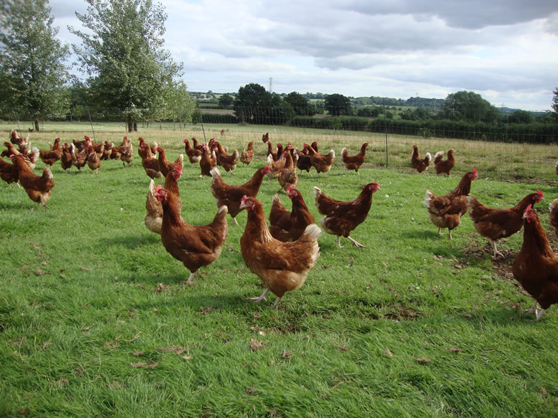 Poultry passports withdrawn from non-Lion egg producers Poultry passports withdrawn from non-Lion egg producers