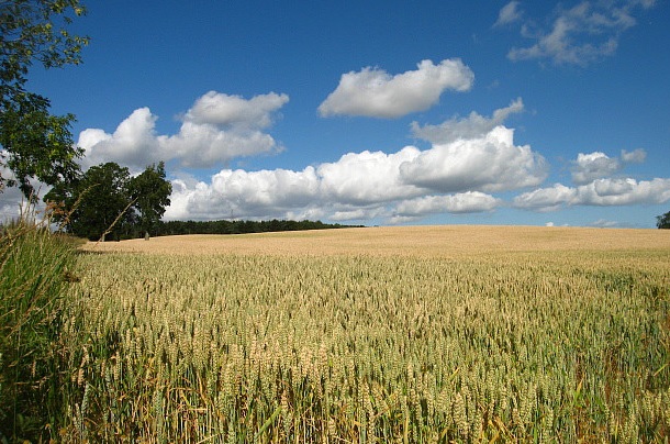 Europe needs more productive agriculture, study says Europe needs more productive agriculture, study says