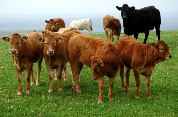 Carmichael welcomes return of Scotch beef to US market Carmichael welcomes return of Scotch beef to US market