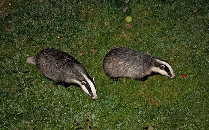 Badger cull extensions 'justified', says veterinary association Badger cull extensions 'justified', says veterinary association