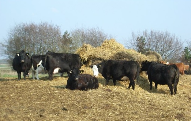 Scientists in 'call for action' on farm antibiotic use Scientists in 'call for action' on farm antibiotic use
