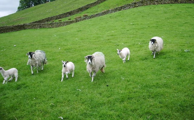 Sheep association 'bitterly disappointed' over EID plans Sheep association 'bitterly disappointed' over EID plans